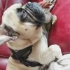 Images de profil de LAURA - Blooming Pets - Petsitting et garde d'animaux à domicile