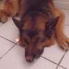 Images de profil de LAURA - Blooming Pets - Petsitting et garde d'animaux à domicile