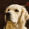 Images de profil de Séverine - Blooming Pets - Petsitting et garde d'animaux à domicile