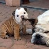 Images de profil de Séverine - Blooming Pets - Petsitting et garde d'animaux à domicile