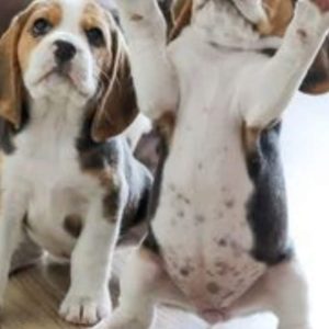 Images de profil de Séverine - Blooming Pets - Petsitting et garde d'animaux à domicile
