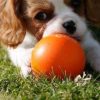 Images de profil de Séverine - Blooming Pets - Petsitting et garde d'animaux à domicile
