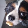 Images de profil de Séverine - Blooming Pets - Petsitting et garde d'animaux à domicile