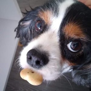 Images de profil de Séverine - Blooming Pets - Petsitting et garde d'animaux à domicile