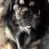 Images de profil de Séverine - Blooming Pets - Petsitting et garde d'animaux à domicile