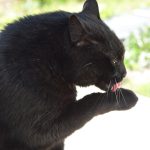 Figaro Mon Chat  Européen Mâle stérilisé - Garde d'animaux à domicile