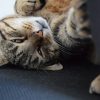 Images de profil de Chloé - Blooming Pets - Petsitting et garde d'animaux à domicile