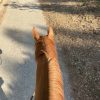 Images de profil de Chloé - Blooming Pets - Petsitting et garde d'animaux à domicile