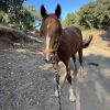 Images de profil de Chloé - Blooming Pets - Petsitting et garde d'animaux à domicile