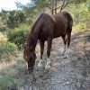Images de profil de Chloé - Blooming Pets - Petsitting et garde d'animaux à domicile