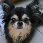 Nouky Mon Chien  Chihuahua Mâle stérilisé - Garde d'animaux à domicile