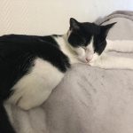 KITKAT Mon Chat  Européen Femelle - Garde d'animaux à domicile