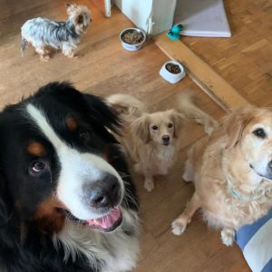 Images de profil de MARTINE - Blooming Pets - Petsitting et garde d'animaux à domicile