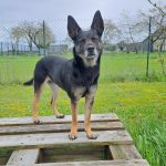 Malice Mon Chien  Beauceron Femelle - Garde d'animaux à domicile