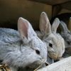 Images de profil de Marina - Blooming Pets - Petsitting et garde d'animaux à domicile
