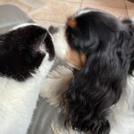 Lady Mon Chien  Cavalier King Charles Spaniel Femelle - Garde d'animaux à domicile
