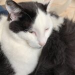 JAZZ Mon Chat  Européen Mâle stérilisé - Garde d'animaux à domicile
