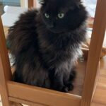 Nelson Mon Chat  Européen Mâle stérilisé - Garde d'animaux à domicile