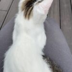 SAMBA Mon Chat  Européen Mâle stérilisé - Garde d'animaux à domicile