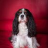 Images de profil de Christine - Blooming Pets - Petsitting et garde d'animaux à domicile