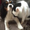 Images de profil de Christine - Blooming Pets - Petsitting et garde d'animaux à domicile