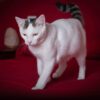 Images de profil de Christine - Blooming Pets - Petsitting et garde d'animaux à domicile