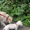Images de profil de CHRISTIANE - Blooming Pets - Petsitting et garde d'animaux à domicile