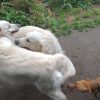 Images de profil de CHRISTIANE - Blooming Pets - Petsitting et garde d'animaux à domicile
