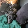 Images de profil de CHRISTIANE - Blooming Pets - Petsitting et garde d'animaux à domicile