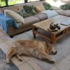 Images de profil de CHRISTIANE - Blooming Pets - Petsitting et garde d'animaux à domicile