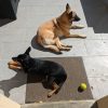 Images de profil de christelle - Blooming Pets - Petsitting et garde d'animaux à domicile