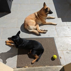 Images de profil de christelle - Blooming Pets - Petsitting et garde d'animaux à domicile