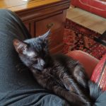 Ti'yeul Mon Chat  Bombay Mâle - Garde d'animaux à domicile