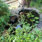 15 Poissons - 300 Litres Mon Bac à poissons extérieur    - Garde d'animaux à domicile
