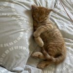 Yoda Mon Chat  Croisé Mâle - Garde d'animaux à domicile