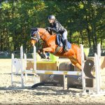 Tanaïs Mon Poney  New Forest Femelle - Garde d'animaux à domicile