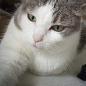 Maya