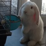 Snoopy Mon Lapin  Bélier nain Mâle - Garde d'animaux à domicile