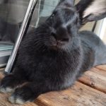 Clarissa Mon Lapin  Papillon Français Femelle - Garde d'animaux à domicile