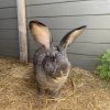 Images de profil de Claire - Blooming Pets - Petsitting et garde d'animaux à domicile
