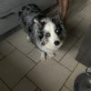 Images de profil de Claire - Blooming Pets - Petsitting et garde d'animaux à domicile