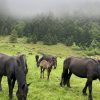 Images de profil de Claire - Blooming Pets - Petsitting et garde d'animaux à domicile