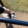 Images de profil de Claire - Blooming Pets - Petsitting et garde d'animaux à domicile