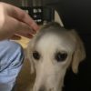 Images de profil de Claire - Blooming Pets - Petsitting et garde d'animaux à domicile
