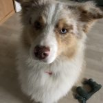 Tempo Mon Chien  Berger Australien Mâle - Garde d'animaux à domicile