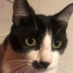 Samba Mon Chat  Européen Mâle stérilisé - Garde d'animaux à domicile