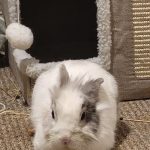 Newton Mon Lapin  Tête de Lion Mâle - Garde d'animaux à domicile