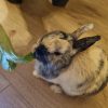 Images de profil de Clara - Blooming Pets - Petsitting et garde d'animaux à domicile