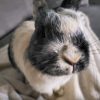 Images de profil de Clara - Blooming Pets - Petsitting et garde d'animaux à domicile