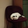 Images de profil de Clara - Blooming Pets - Petsitting et garde d'animaux à domicile